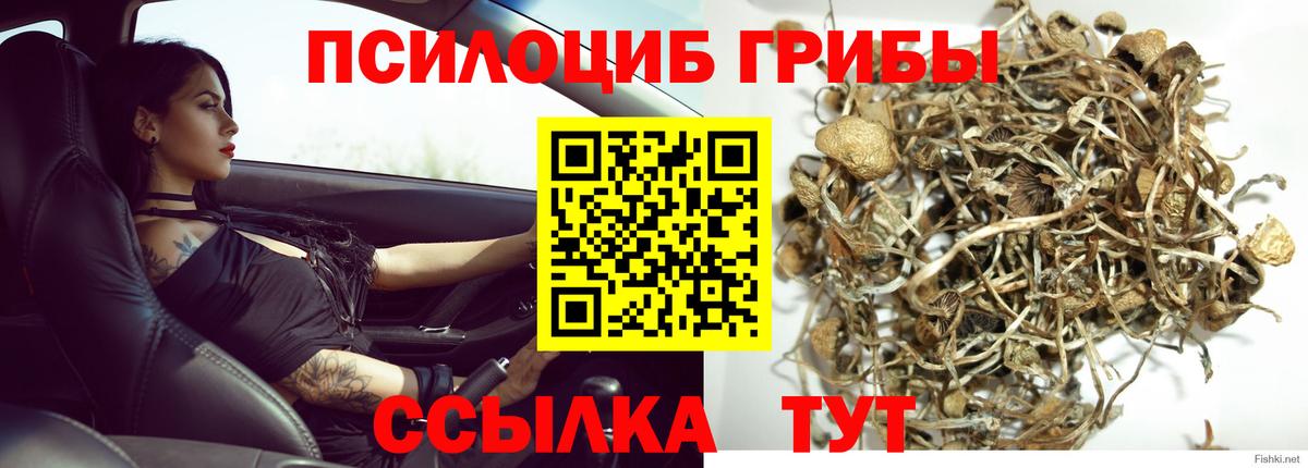 Галлюциногенные грибы Cubensis Всеволожск